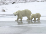 Polar Bear & Cub in Churchill  Manitoba