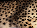 A Close View of an African Cheetahs Spotted Fur