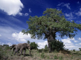 African Elephants and Baobab Tree