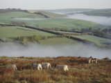 Sheep and Ponies on the Moor