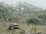 Alcedo Volcano is Home to One of the Largest Concentration of Giant Galapagos Tortoises