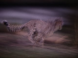 A Blurred View of an African Cheetah Sprinting in the Darkness