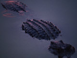 A Submerged American Alligator