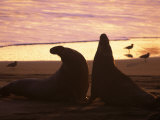 Elephant Seal Bulls  Mirounga Angustirostris  CA