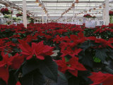 Poinsettias in Greenhouse