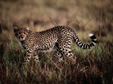 A Portrait of a Wild African Cheetah