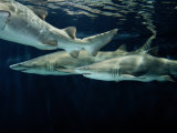 A School of Sand Tiger Sharks