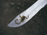 A Small Scorpion Found in the School Storage Room Sits on a Knife Blade