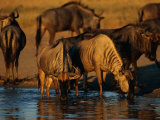 A Group of Black Wildebeests Gather to Drink at a Water Hole