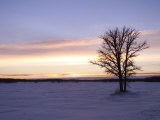 Tree During Sunrise  Gimli  Manitoba