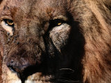 Portrait of a Male African Lion