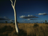 A Gum Tree Rises Above Grasses of the Simpson Desert