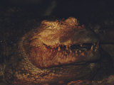 Crocodile in Motion