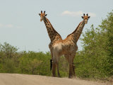 Kruger National Park  South Africa  Giraffe