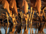 Female Impalas Drink at a Watering Hole