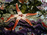 A Close-View of a Sea Star Starfish