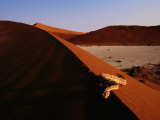 Snake on a Sand Dune