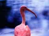 Portrait of a Flamingo  Brazil