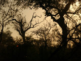 African Landscape - Kruger National Park