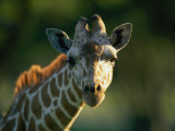 Portrait of a Reticulated Giraffe