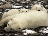 Polar Bear  Mother and Cubs  Ursus Maritimus
