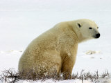 Polar Bear  Ursus Maritimus  Churchill  Manitoba