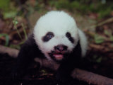 Juvenile Panda Just Starting to Open Her Eyes