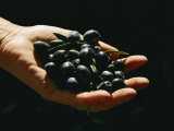 Prized Worldwide  These Fresh Hand-Picked Olives Will Soon Be Made into Oil