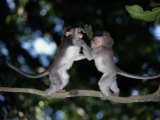 Two Young Long-Tailed Macaques Wrestle While Balancing on a Tree Branch