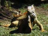 Iguana