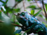 Male Parson's Chameleon in Analamazaotra Reserve  Toamasina  Madagascar