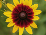Close-up of a Cone Flower