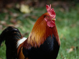 A Portrait of a Captive Red Junglefowl