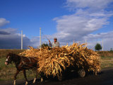 Laden Wagon Near Ivesti  Galati  Romania 