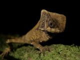 A Close View of a Helmeted Iguana