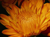 Close View of Golden Marigold Sprinkled with Pollen