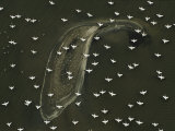 White Pelicans in Migration Flight over a Barrier Island Fringing a Louisiana Salt Marsh