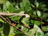 Chinese Praying Mantis