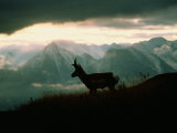 A Pronghorn Stands on a Grassy Hillside