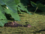 Alligator in the Swamp