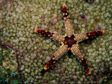 A Red-Tipped Sea Star on a Coral Bed