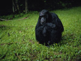 Chimpanzee in the Rain
