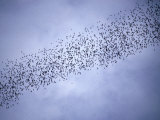 A Huge Group of Bats Emerge from Their Cave at Dusk