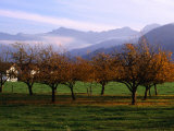 Morning Mist Over Orchards Beneath Bavarian Alps  Germany