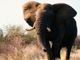 Charging African Elephant