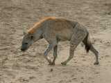 Spotted Hyaena  Africa