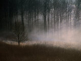 Forest Mist in Rural North West Sjaelland  Sjaelland Island  West Zealand  Denmark