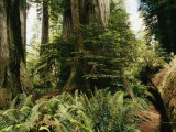 Redwood Grove with Ferns