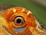 Close-up of Bearded Dragon
