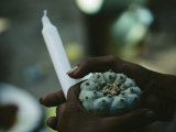 A Man Holds a Candle and a Peyote Catus  or Hikuli  in His Hands